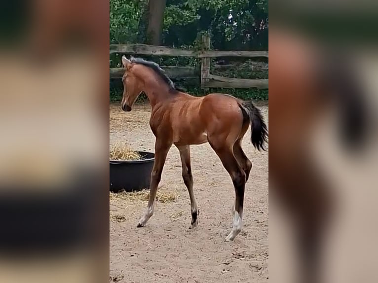 Oldenburger Springpferd Stute Fohlen (06/2026) Dunkelbrauner in Nordhorn