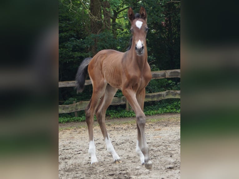 Oldenburger Springpferd Stute Fohlen (06/2026) Dunkelbrauner in Nordhorn