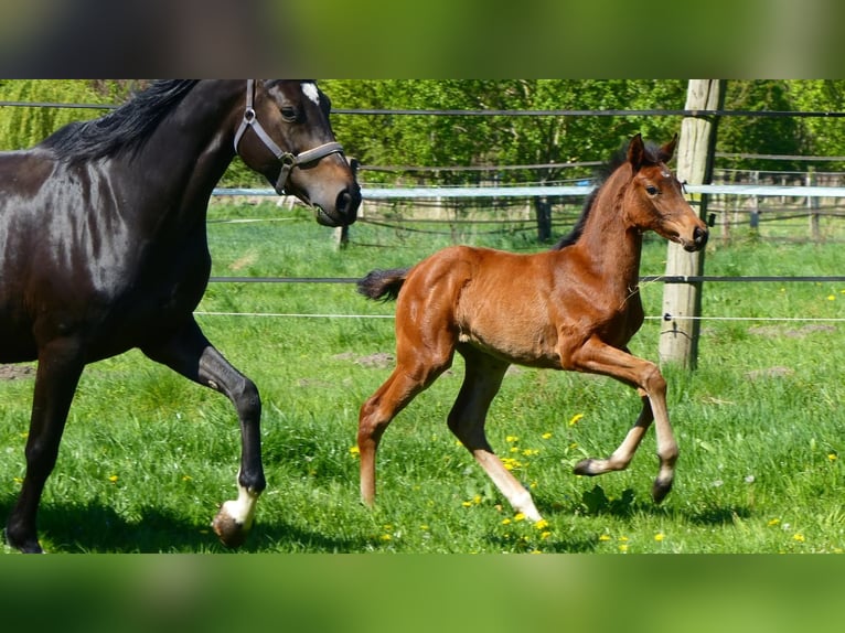 Oldenburger Springpferd Stute  Dunkelbrauner in Warmsen