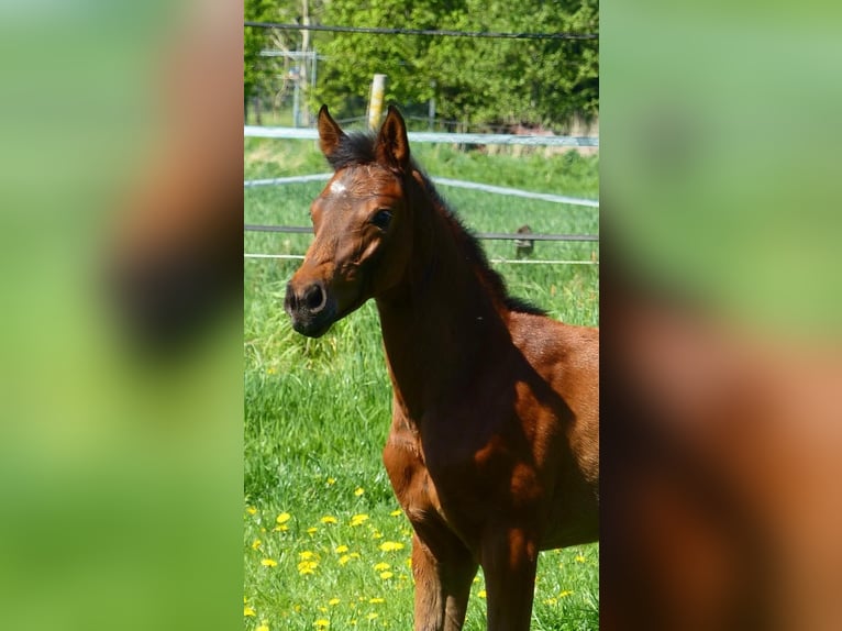 Oldenburger Springpferd Stute  Dunkelbrauner in Warmsen