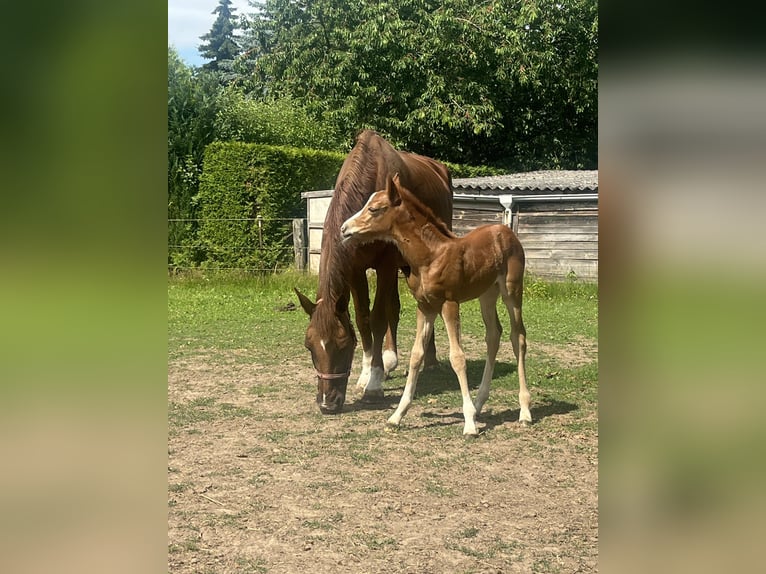 Oldenburger Springpferd Stute Fohlen (06/2026) Fuchs in Papenhagen