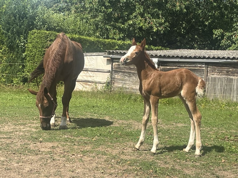 Oldenburger Springpferd Stute Fohlen (06/2026) Fuchs in Papenhagen