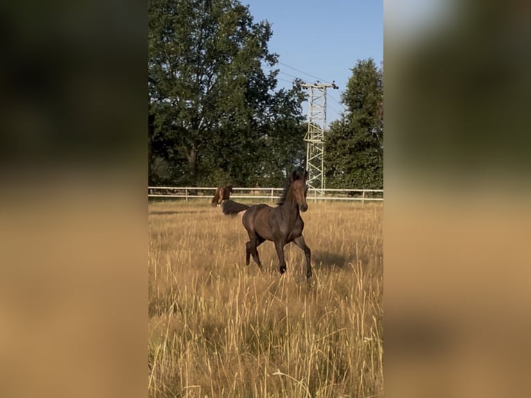 Oldenburger Springpferd Stute Fohlen (04/2026) Kann Schimmel werden in Versmold