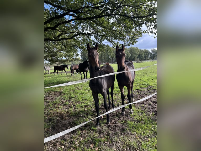 Oldenburger Springpferd Stute Fohlen (04/2026) Kann Schimmel werden in Versmold