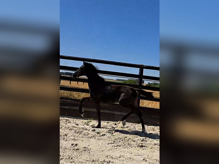 Oldenburger Springpferd Stute Fohlen (01/2026) Rappe in Bodegnée