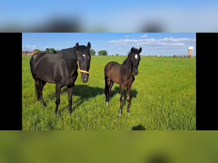 Oldenburger Springpferd Stute Fohlen (01/2026) Rappe in Bodegnée