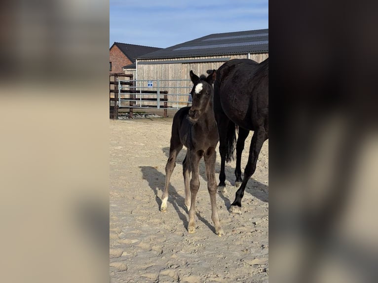 Oldenburger Springpferd Stute Fohlen (01/2026) Rappe in Limont