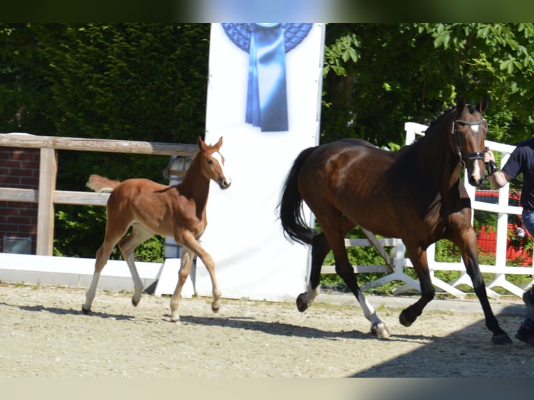 Oldenburger Springpferd Stute  in Lohne (Oldenburg)