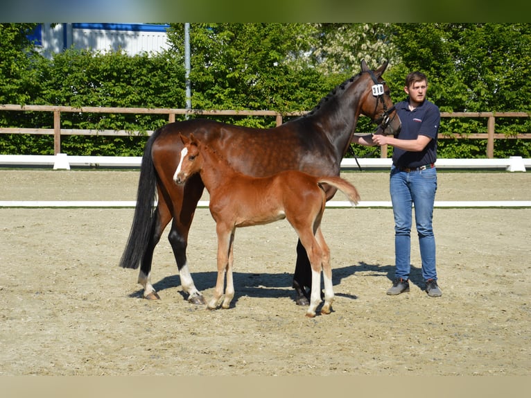 Oldenburger Springpferd Stute  in Lohne (Oldenburg)