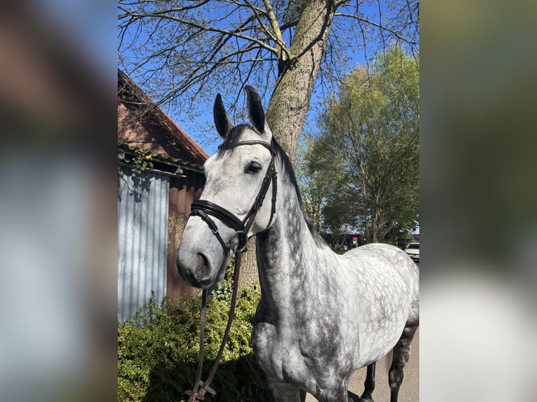 Oldenburger Springpferd Wałach 10 lat 171 cm Siwa jabłkowita in Wagenfeld