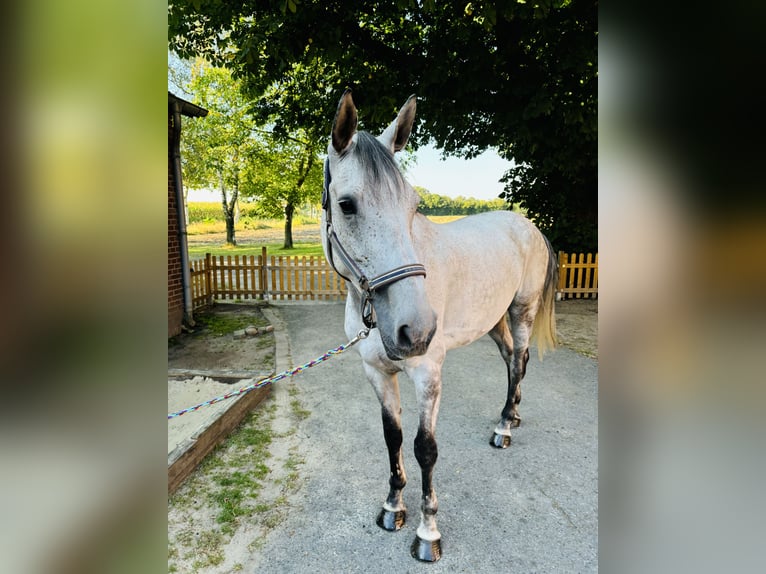 Oldenburger Springpferd Wałach 10 lat 174 cm Siwa in Ostbevern