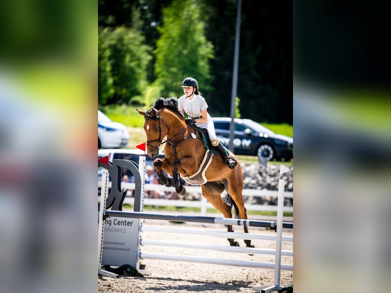 Oldenburger Springpferd Wałach 10 lat 175 cm Gniada in Łężkowice