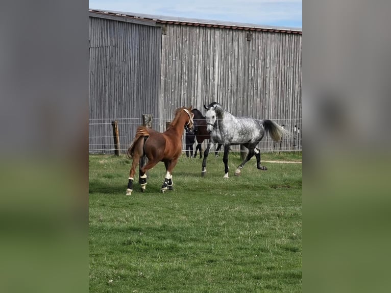 Oldenburger Springpferd Wałach 10 lat 179 cm Siwa jabłkowita in Weichs