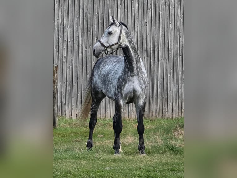 Oldenburger Springpferd Wałach 10 lat 179 cm Siwa jabłkowita in Weichs
