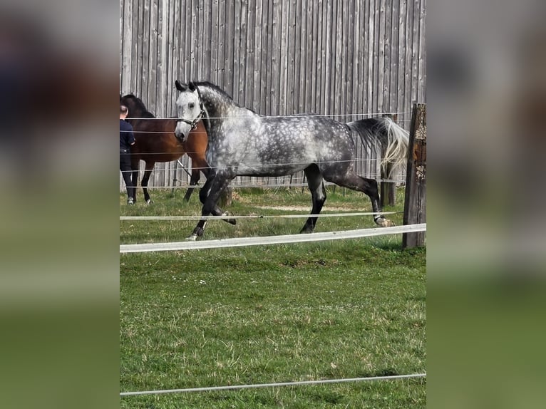 Oldenburger Springpferd Wałach 10 lat 179 cm Siwa jabłkowita in Weichs