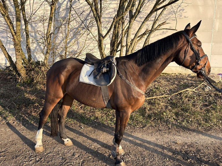 Oldenburger Springpferd Wałach 10 lat 180 cm Gniada in Montabaur