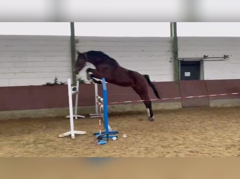 Oldenburger Springpferd Wałach 10 lat 180 cm Gniada in Montabaur