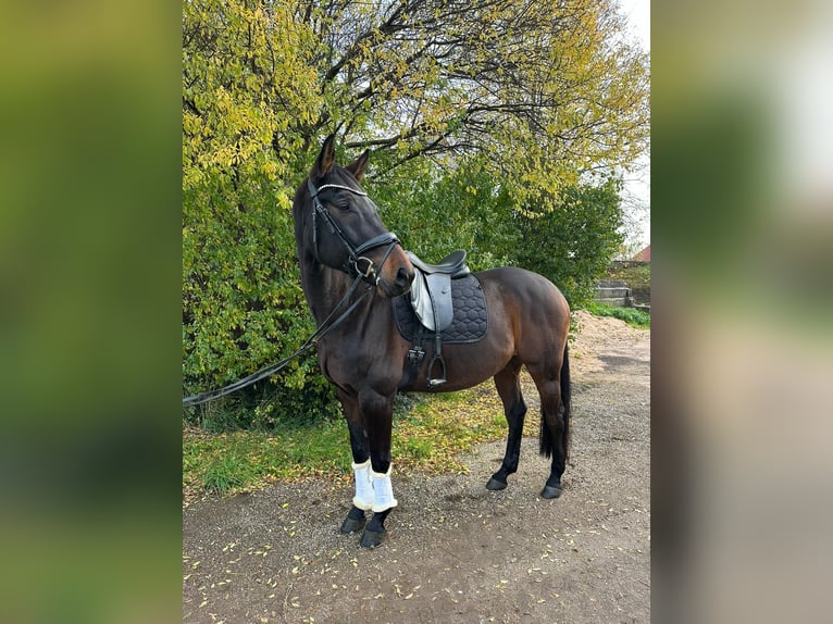 Oldenburger Springpferd Wałach 11 lat 164 cm Ciemnogniada in Thalmässing