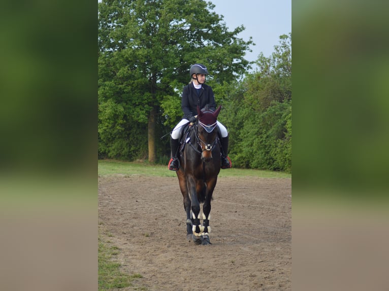 Oldenburger Springpferd Wałach 11 lat 170 cm Ciemnogniada in Viersen