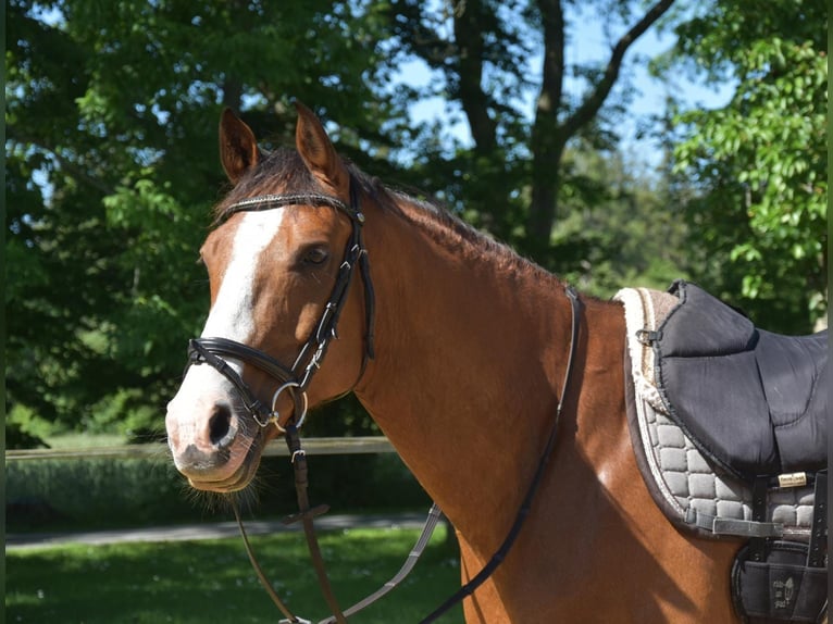 Oldenburger Springpferd Wałach 11 lat 170 cm Gniada in Silberstedt