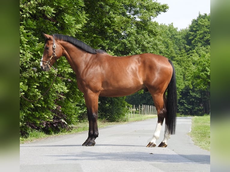 Oldenburger Springpferd Wałach 11 lat 172 cm Gniada in Verl
