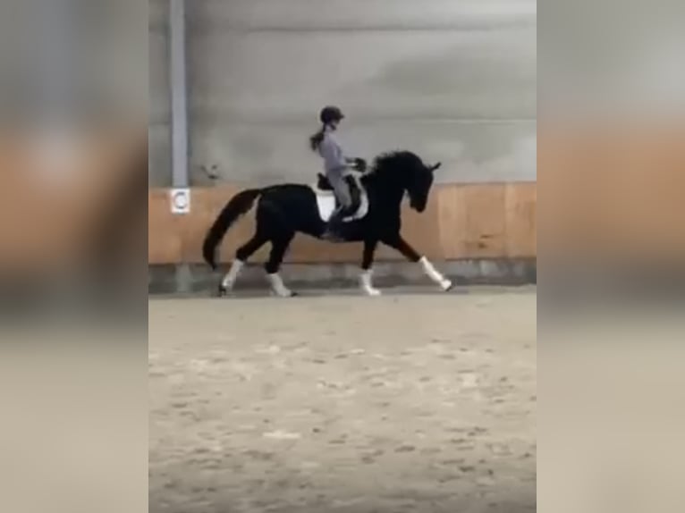 Oldenburger Springpferd Wałach 11 lat 175 cm Kara in Yvoire