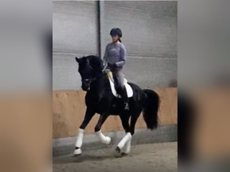 Oldenburger Springpferd Wałach 11 lat 175 cm Kara in Yvoire