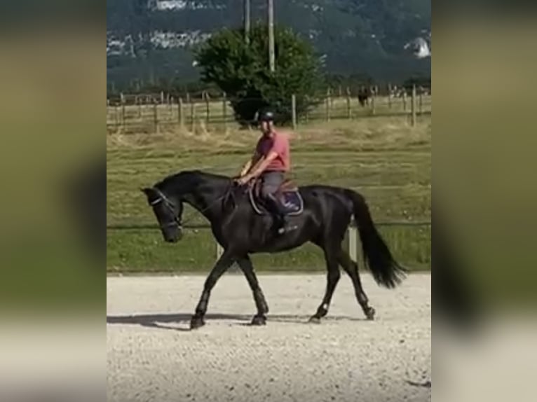 Oldenburger Springpferd Wałach 11 lat 175 cm Kara in Yvoire