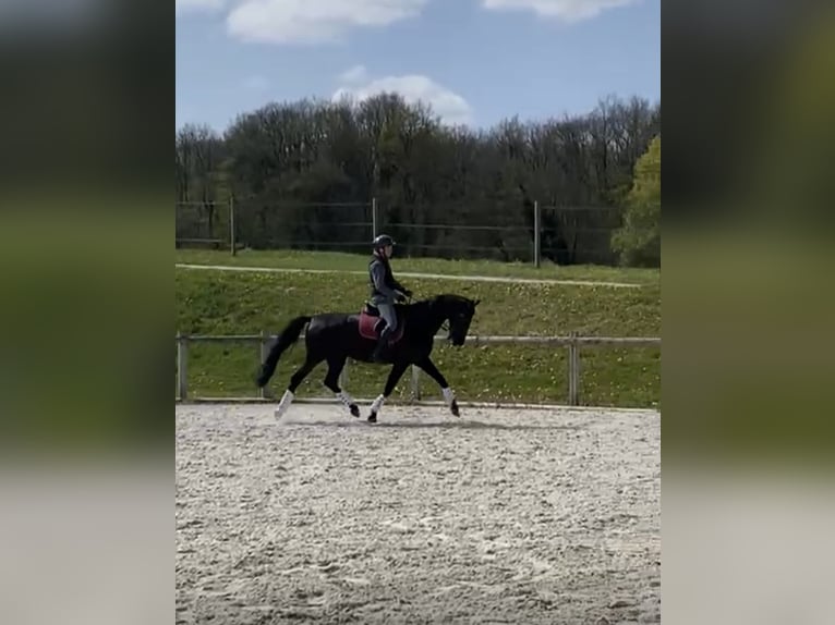 Oldenburger Springpferd Wałach 11 lat 175 cm Kara in Yvoire
