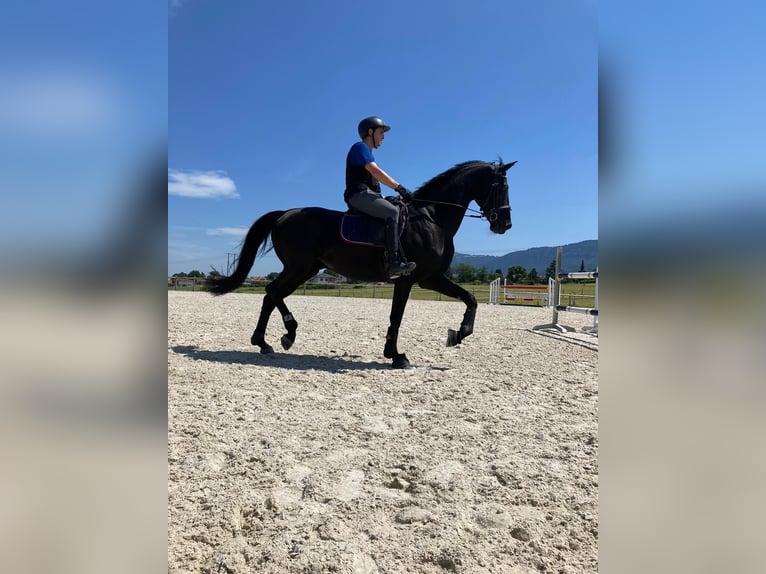 Oldenburger Springpferd Wałach 11 lat 175 cm Kara in Yvoire