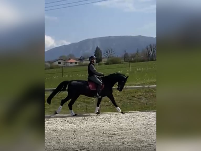 Oldenburger Springpferd Wałach 11 lat 175 cm Kara in Yvoire