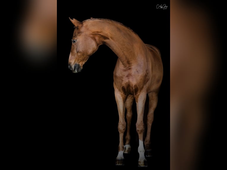 Oldenburger Springpferd Wałach 11 lat 175 cm Kasztanowata in Nice