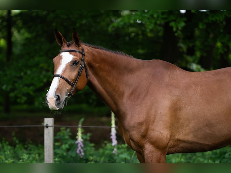 Oldenburger Springpferd Wałach 11 lat 179 cm Gniada in Tegelen