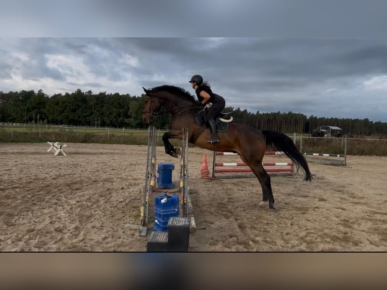 Oldenburger Springpferd Wałach 11 lat 180 cm Gniada in Sehnde