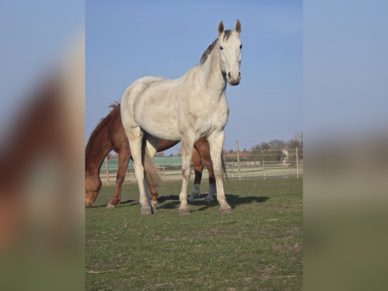 Oldenburger Springpferd Wałach 11 lat Siwa in Frauenkirchen