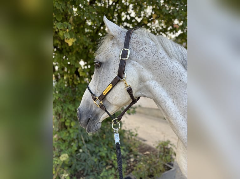 Oldenburger Springpferd Wałach 12 lat 164 cm Siwa in Limburg an der Lahn