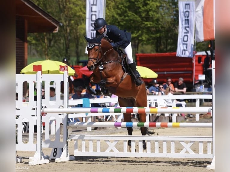 Oldenburger Springpferd Wałach 12 lat 170 cm Gniada in Nordermeldorf