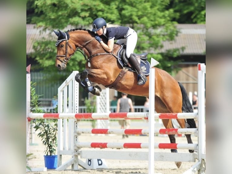 Oldenburger Springpferd Wałach 12 lat 170 cm Gniada in Nordermeldorf