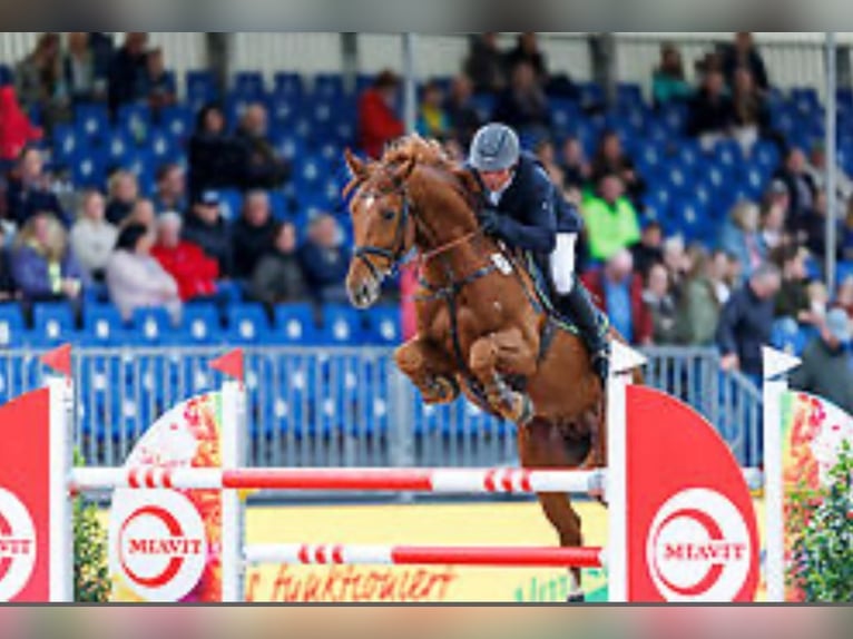 Oldenburger Springpferd Wałach 12 lat 173 cm Kasztanowata in Lübtheen