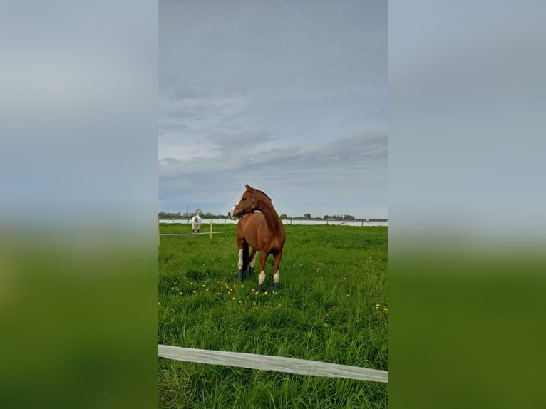Oldenburger Springpferd Wałach 12 lat 180 cm Kasztanowata in WillicH