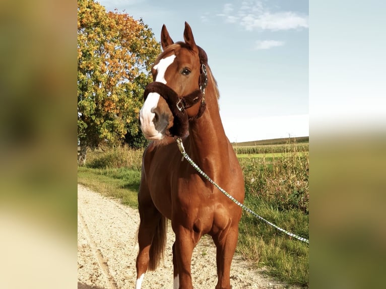 Oldenburger Springpferd Wałach 13 lat 165 cm Kasztanowata in Zorneding