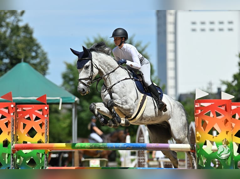Oldenburger Springpferd Wałach 13 lat 172 cm Siwa in Sonnefeld