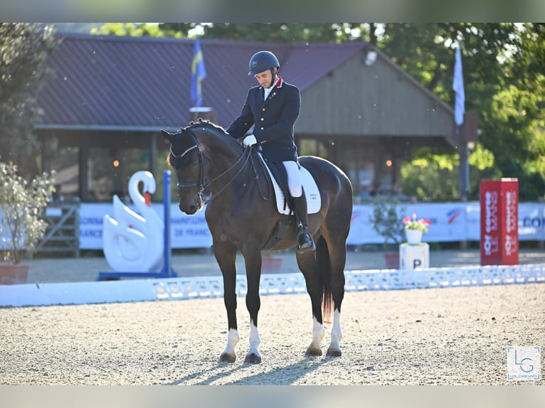 Oldenburger Springpferd Wałach 13 lat 175 cm Ciemnogniada in Var