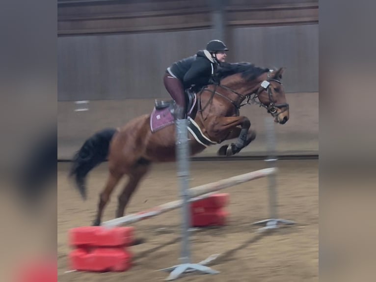 Oldenburger Springpferd Wałach 14 lat 163 cm Gniada in Hohenbrunn