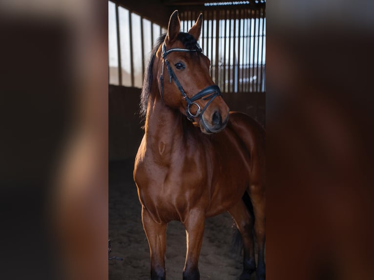 Oldenburger Springpferd Wałach 14 lat 163 cm Gniada in Hohenbrunn