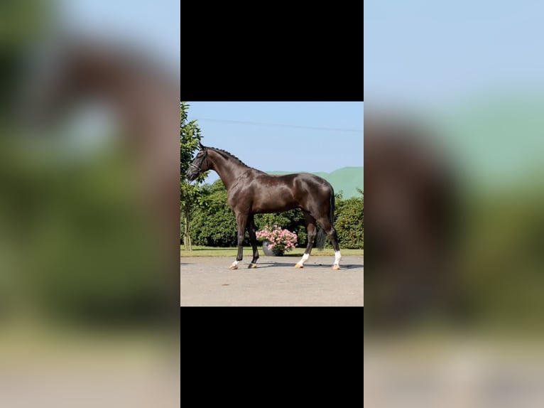 Oldenburger Springpferd Wałach 14 lat 175 cm Kara in Tarbes