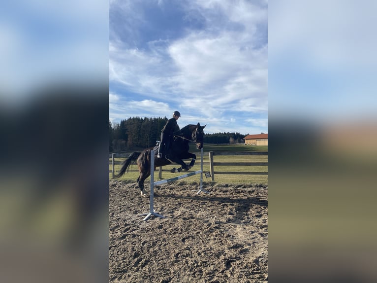 Oldenburger Springpferd Wałach 14 lat 187 cm Skarogniada in Waakirchen