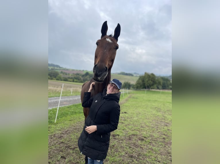 Oldenburger Springpferd Wałach 14 lat 189 cm Gniada in Steffenberg