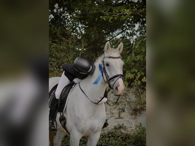 Oldenburger Springpferd Wałach 15 lat 164 cm Siwa in Neustadt (Hessen)