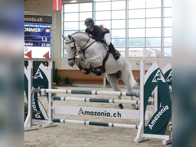 Oldenburger Springpferd Wałach 15 lat 170 cm Siwa in Porrentruy